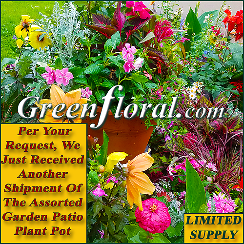 Our Brianna Summer Assorted Garden Patio Plant Pot