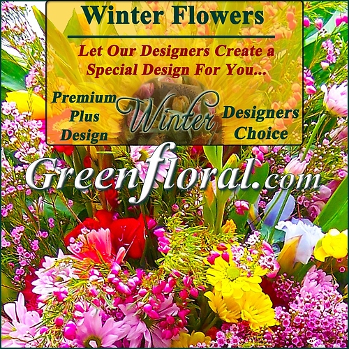 Our Designer\'s Winter Design Choice Premium Plus