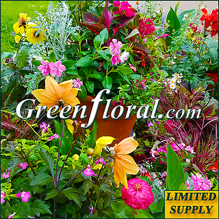 Our Brianna Summer Assorted Garden Patio Plant Pot