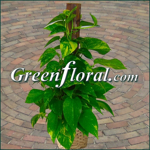 The Golden Pothos Plant