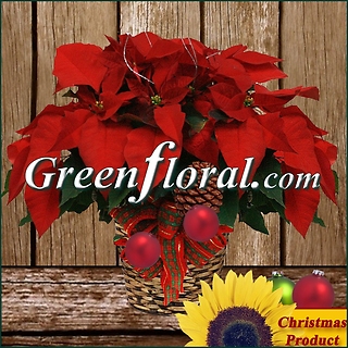 The Red Poinsettia Plant With Designer\'s Accents