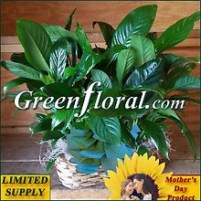 Mother\'s Day Double Plant Peanut Basket- (2) Peace Lily Plants