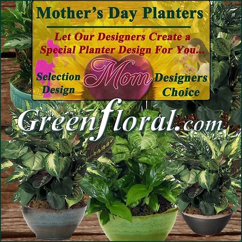 Our Designer\'s Mother\'s Day Planter Choice Selections