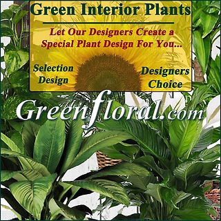 Our Designer\'s Green Interior Plant Basket Selection