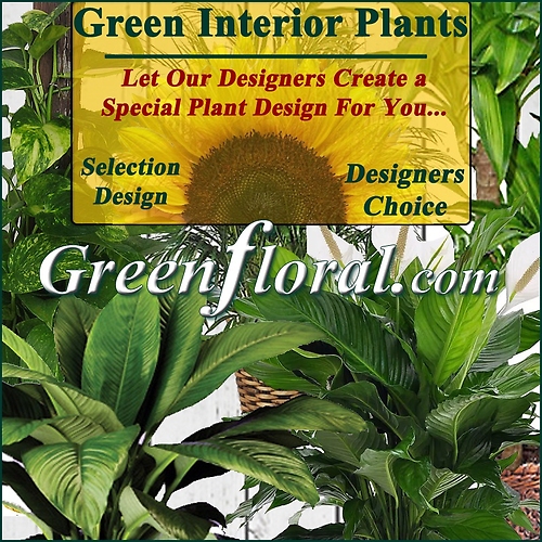 Our Designer\'s Green Interior Plant Basket Selection