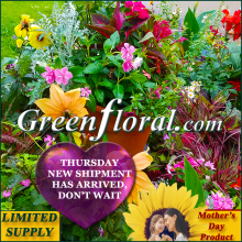 Our Mother\'s Day 12\" Assorted Garden Patio Plant Pot