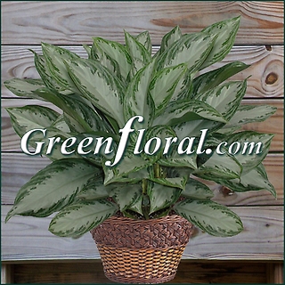 The Chinese Evergreen