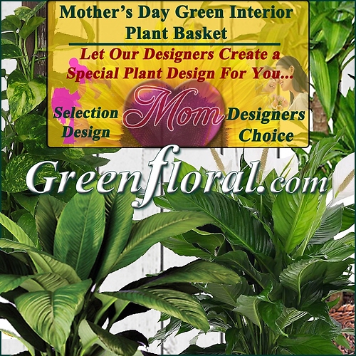 Our Designer\'s Mother\'s Day Plant Choice Selections