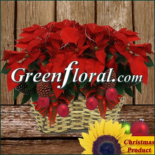 The Double Red Poinsettia Plant With Designer\'s Accents