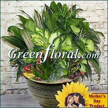 The Mother\'s Day Woodlea Planter Assortment