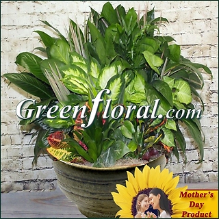 The Mother\'s Day Woodlea Planter Assortment