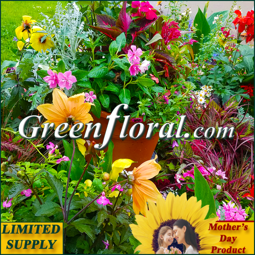Our Mother\'s Day 12\" Assorted Garden Patio Plant Pot