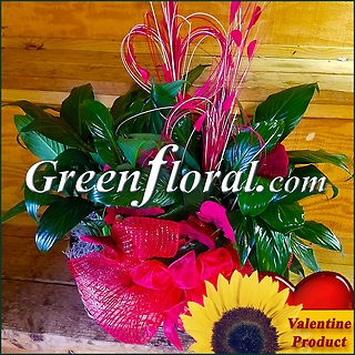 The Valentine Double Plant Basket-Two Spathiphyllium Plants