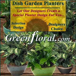 Our Designer\'s Dish Garden Planter Selection