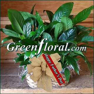 Father\'s Day Double Plant Peanut Basket-Two Peace Lily Plants