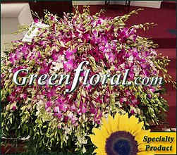 The A. L. Stoupher Family (Orchid) Tribute