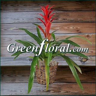 The Bromeliad Plant